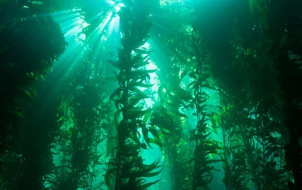 Seaweed fertiliser benefits