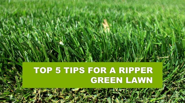 Top 5 tips for a ripper green lawn