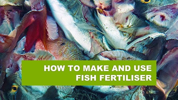 How to make and use fish fertiliser
