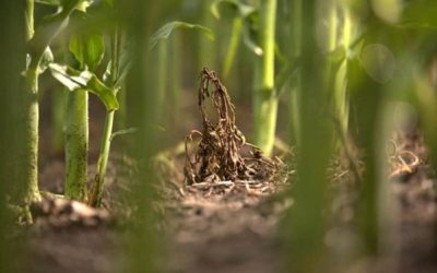 Natural organic weed killer benefits