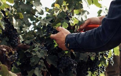 Organic Solution to Bird Problem also a Grape Sunscreen