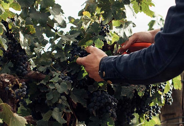 Organic Solution to Bird Problem also a Grape Sunscreen