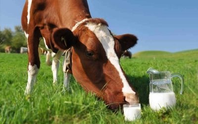 Treating cow mastitis