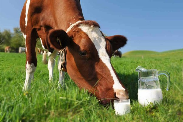 Treating cow mastitis