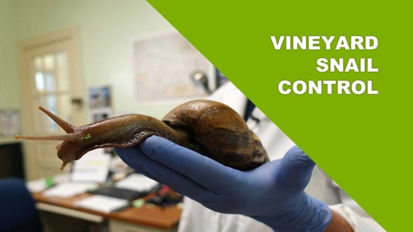Vineyard snail control